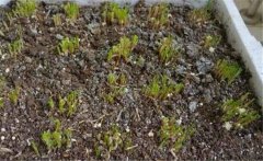 韭菜什么時間施肥，韭菜施肥方法是什么？