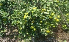 年桔該如何種植，年桔種植該注意哪些問題？