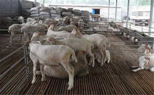 羊妊娠毒血癥如何預(yù)防、如何用藥