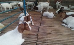 規(guī)模養(yǎng)羊場的配套設施有哪些？