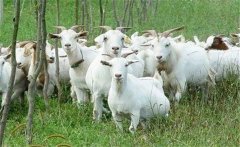 肉羊夏季常見病有哪些，如何防治？