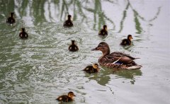 野鴨蛋怎么人工孵化，多少天出小鴨子？