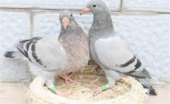 鴿子怎樣選種與育種？種鴿的飼養(yǎng)與管理方法
