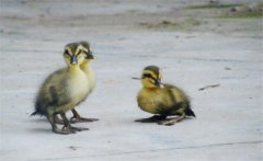 小野鴨子怎么養(yǎng)，小野鴨子喂什么食物好？