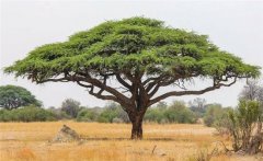 皂莢木是什么樹(shù)？皂莢的生態(tài)習(xí)性與園林用途