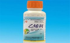 黃瓜為什么要噴乙烯利 噴施時(shí)間、濃度如何掌握
