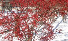 適合北美冬青生長的溫度？北美冬青的養(yǎng)護(hù)要點(diǎn)