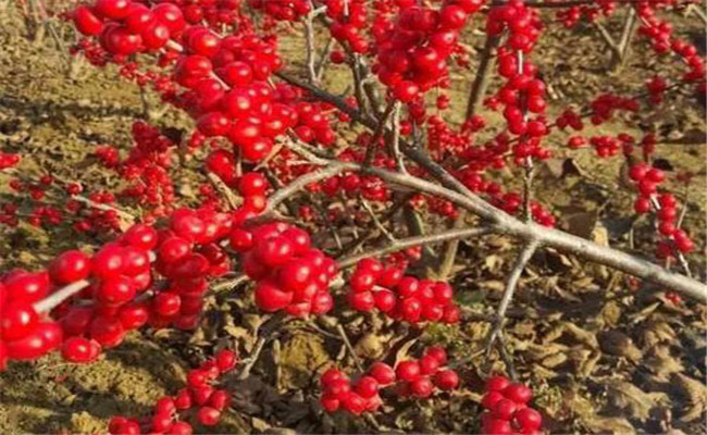 適合北美冬青生長的溫度