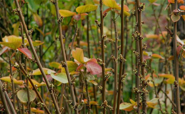 山麻桿的栽培管理、園林用途及其生態(tài)習(xí)性