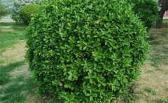 冬青屬于常綠喬木,冬青有哪些種類(品種)