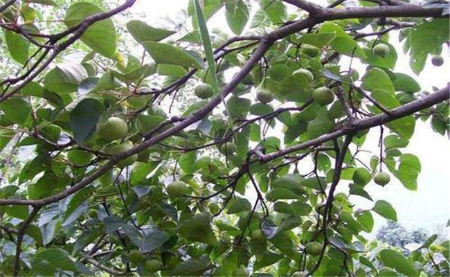 種植油桐樹的經(jīng)濟(jì)價(jià)值