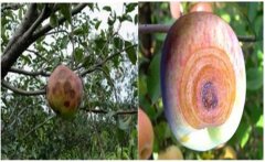 蘋果輪紋病的主要防治措施有哪些，如何預(yù)防？