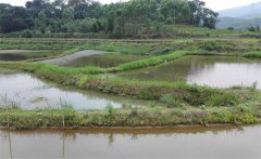 螺螄養(yǎng)殖畝產(chǎn)量多少斤？螺螄養(yǎng)殖注意事項