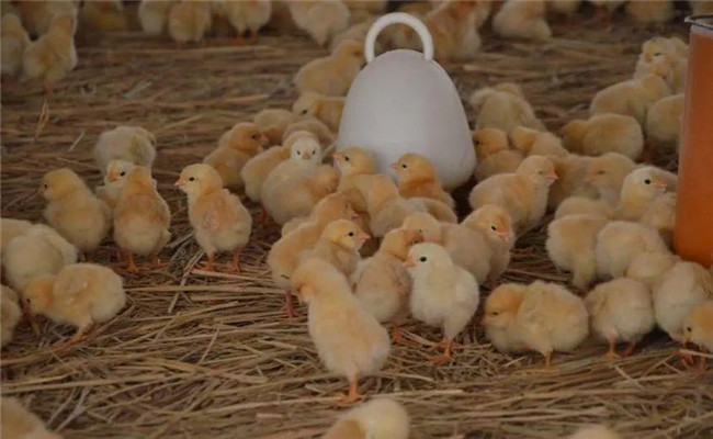 進(jìn)雛雞后什么時(shí)間開(kāi)水、開(kāi)食