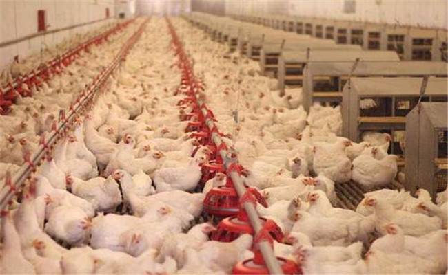 如何確保飼料的均衡性，有效控制肉雞的均勻度