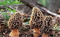 羊肚菌菌種如何栽培？羊肚菌菌種制作方法簡介