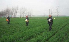 尿素怎么施不浪費，施用尿素需要注意什么？