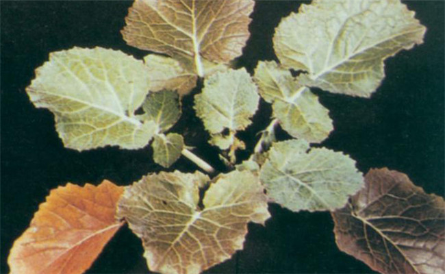 油菜缺磷的癥狀表現