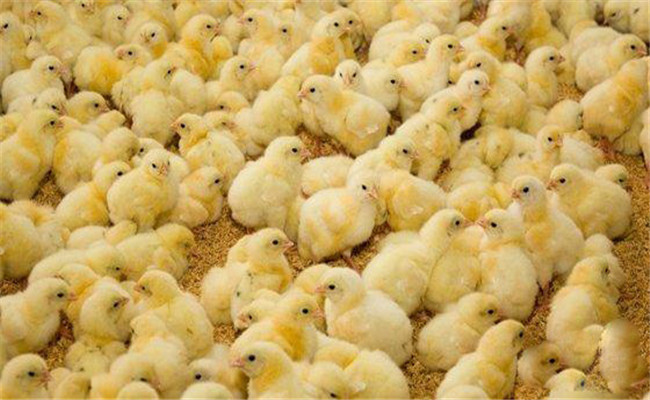 怎樣運(yùn)輸初生雛雞，要注意哪些事項(xiàng)