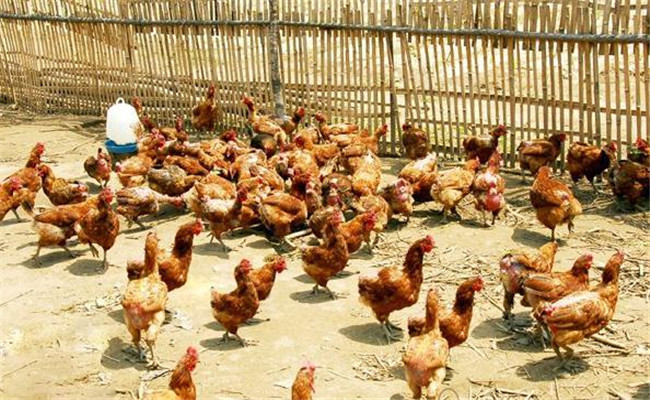 調(diào)整雞群、實(shí)施分群管理