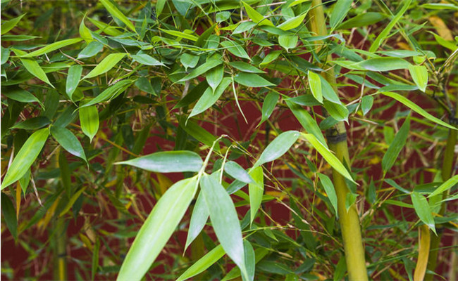 剛竹的變種、變型及品種