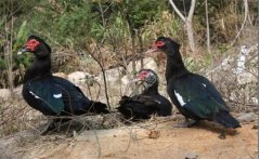 什么叫番鴨，有幾種？番鴨為什么很少有人養(yǎng)