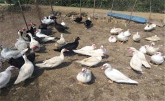 番鴨多大就能產(chǎn)蛋，番鴨和普通鴨子有什么區(qū)別