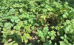 馬鈴薯黃萎病的癥狀特征、發(fā)病規(guī)律與防治方法