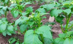 馬鈴薯青枯病的病原、癥狀、傳播方式防治方法