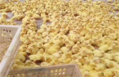 獅頭鵝怎么培育的？獅頭鵝鵝苗的養(yǎng)殖技術要點