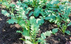 蘿卜怎么種？一年可播種幾次 種植多久可以收獲