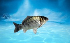 野生鯽魚吃什么？野生鯽魚和養(yǎng)殖鯽魚的區(qū)別
