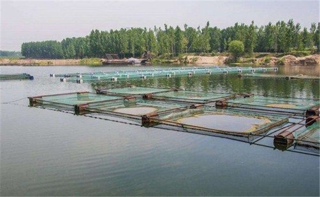 養(yǎng)殖澳洲龍蝦的水質條件