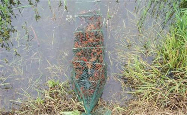 小龍蝦一畝地一年能產多少斤