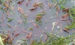 如何養(yǎng)小龍蝦？養(yǎng)殖小龍蝦需要什么條件與技術(shù)