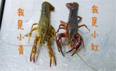 買(mǎi)回來(lái)活的小龍蝦怎么養(yǎng)，家養(yǎng)小龍蝦能活多久
