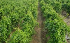 山藥的需肥特點(diǎn)，山藥如何施基肥、怎樣追肥