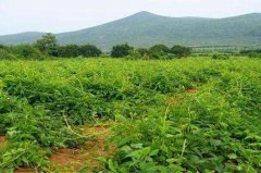 山藥的種植成本及利潤(rùn) 山藥種植與栽培管理要點(diǎn)