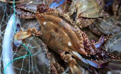 梭子蟹什么季節(jié)吃最好？正確食用梭子蟹的方法