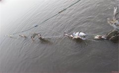 養(yǎng)殖梭子蟹主要喂什么？梭子蟹的養(yǎng)殖方法