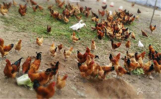 雞滴蟲病的傳播途徑是什么，如何預(yù)防雞滴蟲病