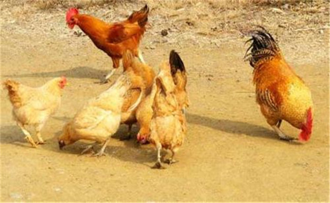 雞傳染性鼻炎的流行特點(diǎn)與預(yù)防、治療方法