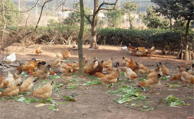 初冬把握六點(diǎn)，才能確保初產(chǎn)蛋雞高產(chǎn)、穩(wěn)產(chǎn)