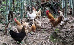 如何養(yǎng)雞才能養(yǎng)好？提高養(yǎng)雞效益的十大妙招