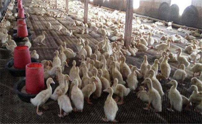 調(diào)整肉鴨飼料的營養(yǎng)結(jié)構(gòu)，提高飼料利用率