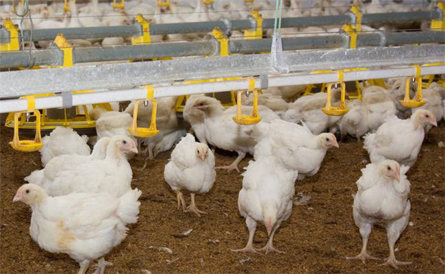 采用光照控制技術(shù)，促使肉雞快速生長的奧秘
