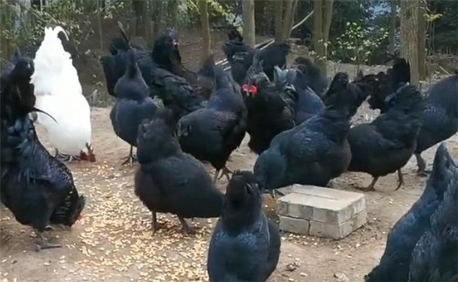 烏骨雞的分段飼養(yǎng)、放牧飼養(yǎng)與補(bǔ)喂砂礫方法