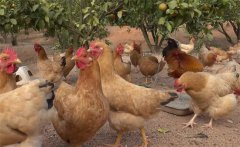 果園養(yǎng)雞有哪些講究，需要注意什么？