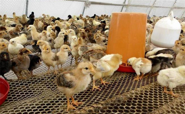 科學飼養(yǎng)土雞新技術(shù)