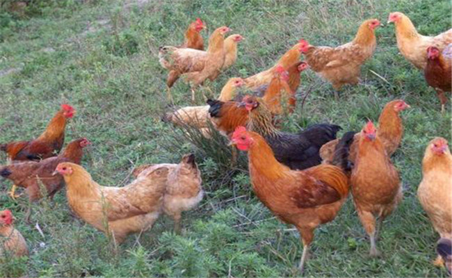 怎樣雞糞的形態(tài)、顏色診斷雞病